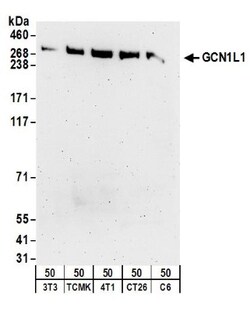 GCN1L1 Antibody, Novus Biologicals 0.1mL; Unlabeled:Antibodies, Polyclonal